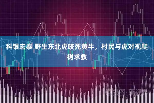 科银宏泰 野生东北虎咬死黄牛，村民与虎对视爬树求救