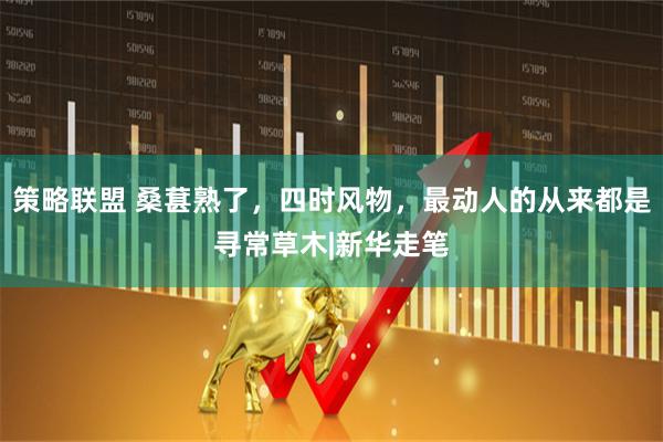 策略联盟 桑葚熟了，四时风物，最动人的从来都是寻常草木|新华走笔